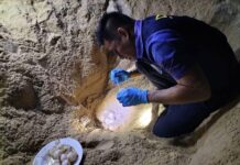 œufs de tortues luth sud Thaïlande