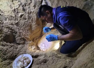 œufs de tortues luth sud Thaïlande