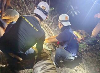 THAÏLANDE – NATURE : Le tigre de Kamphaeng Phet capturé et en rééducation Tigre