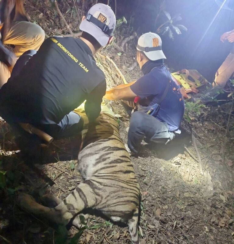 THAÏLANDE – NATURE : Le tigre de Kamphaeng Phet capturé et en rééducation