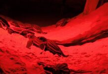 tortue luth naissances