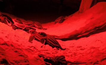 tortue luth naissances