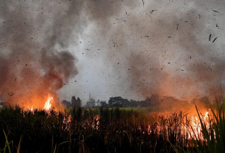 THAÏLANDE – AGRICULTURE : Interdiction du maïs produit sur brulis