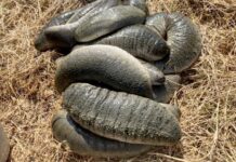 THAÏLANDE – NOURRITURE : Le concombre de mer de Koh Yao reçoit le label d’Indication Géographique Protégée (IGP) Concombre de mer