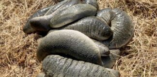 Concombre de mer