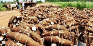 Manioc Laos