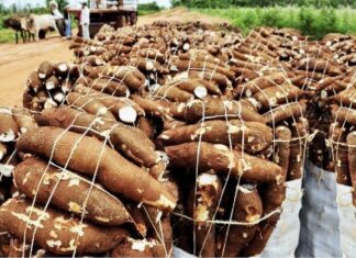 LAOS – AGRICULTURE : Le Manioc en tête des exportations Manioc Laos