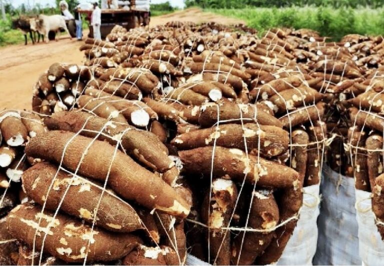LAOS – AGRICULTURE : Le Manioc en tête des exportations