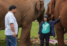 Vacharaesorn Vivacharawongse éléphants