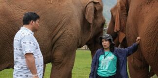 Vacharaesorn Vivacharawongse éléphants