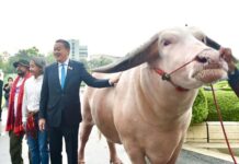 buffle albinos Thaïlande