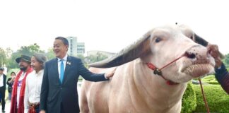 buffle albinos Thaïlande