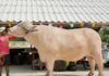 THAÏLANDE – SOCIÉTÉ : Un buffle d’eau albinos vendu pour un prix record buffle albinos Thailande