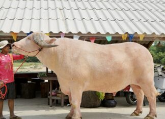 buffle albinos Thailande