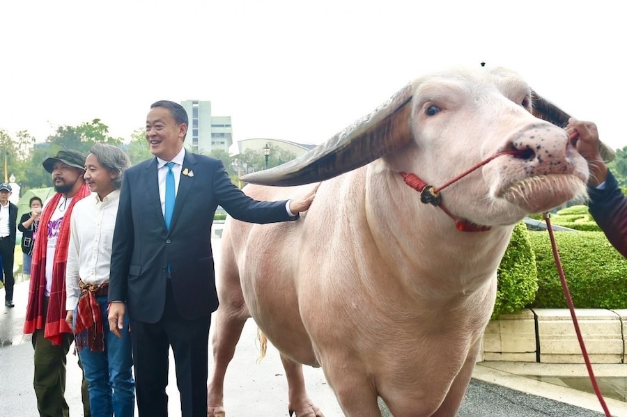 buffle albinos Thaïlande