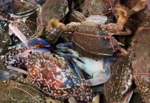 THAÏLANDE – GASTRONOMIE : Ne manquez pas le « Festival de Dégustation de Crabe de Cha-am » crabe Cha-Am