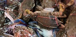 crabe Cha-Am