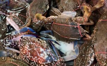 crabe Cha-Am
