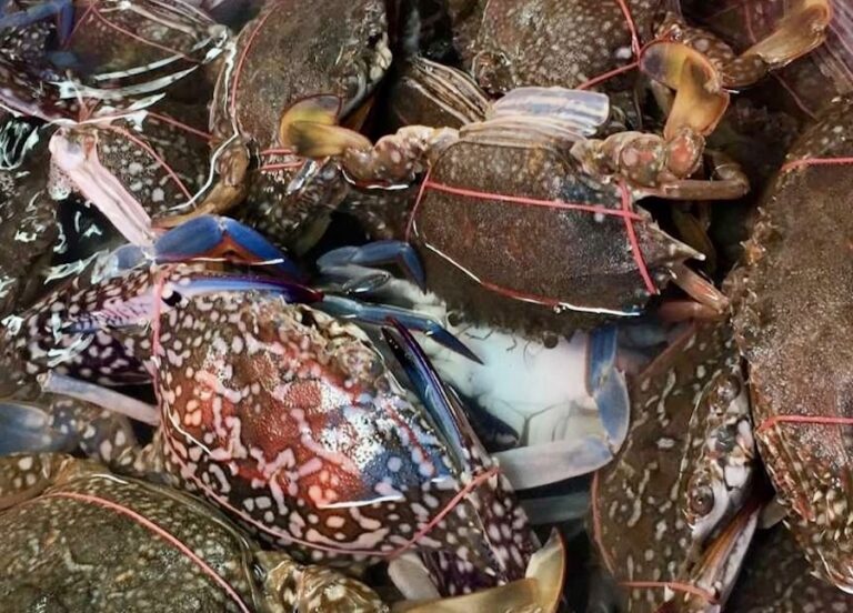 THAÏLANDE – GASTRONOMIE : Ne manquez pas le “Festival de Dégustation de Crabe de Cha-am”