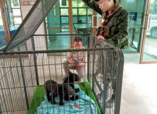 THAÏLANDE – BIRMANIE : Deux oursons noir d’Asie sauvés d’un trafic