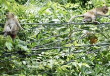 THAÏLANDE – SOCIÉTÉ : A Koh Chang, les macaques sont offensifs Macaques Koh Chang