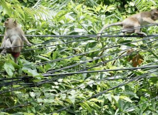THAÏLANDE – SOCIÉTÉ : A Koh Chang, les macaques sont offensifs Macaques Koh Chang
