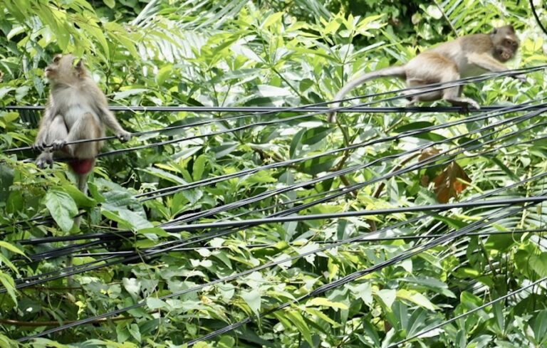 THAÏLANDE – SOCIÉTÉ : A Koh Chang, les macaques sont offensifs