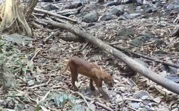 THAÏLANDE – NATURE : Un chat de Temminck découvert dans le parc national de Khao Sok ! Chats de Temminck
