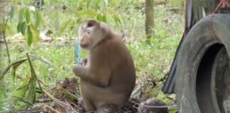 macaques exploités