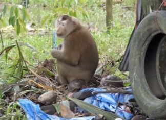 macaques exploités