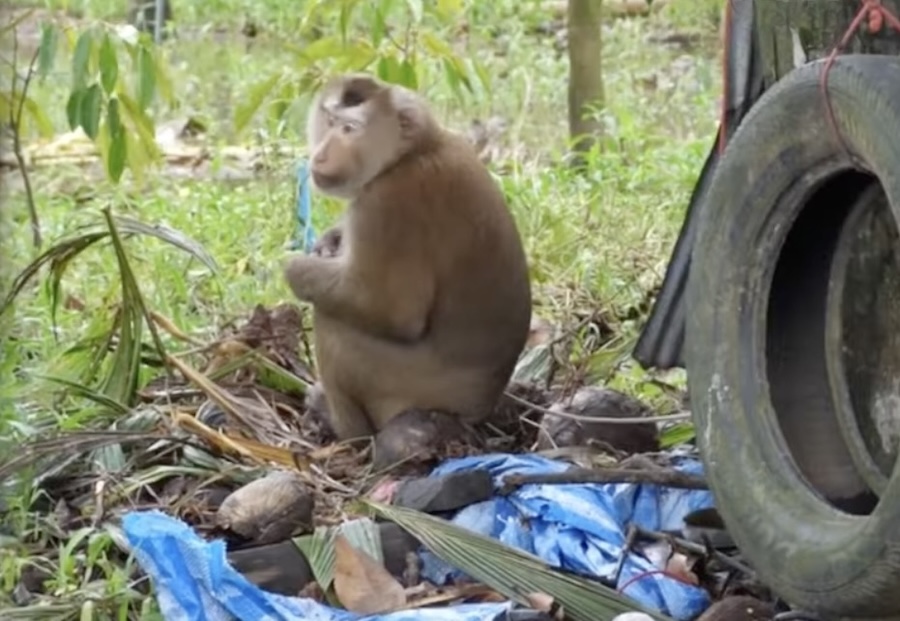 macaques exploités