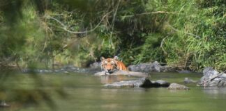 Tigre Thaïlande