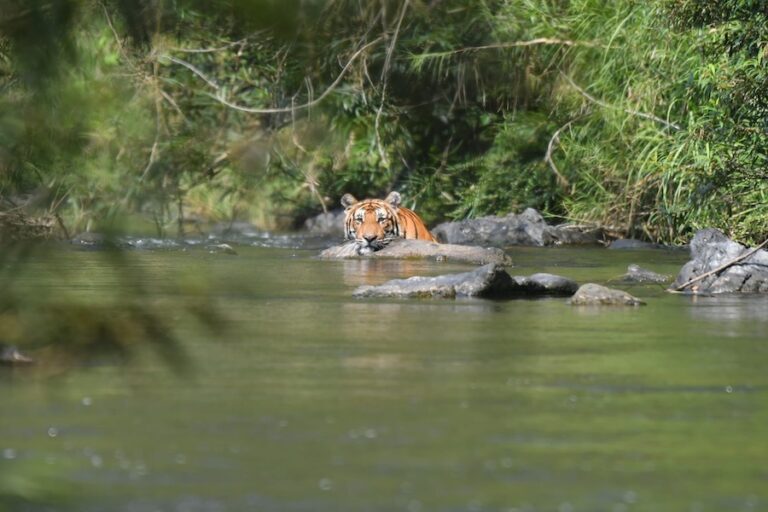 THAÏLANDE – NATURE : Un nouveau tigre découvert dans le parc national de Kaeng Krachan !
