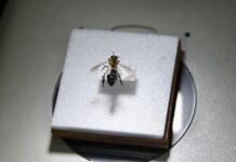 THAÏLANDE – ENVIRONNEMENT : L’abeille géante de l’Himalaya dans les montagnes thaïlandaises abeille Himalaya Thaïlande