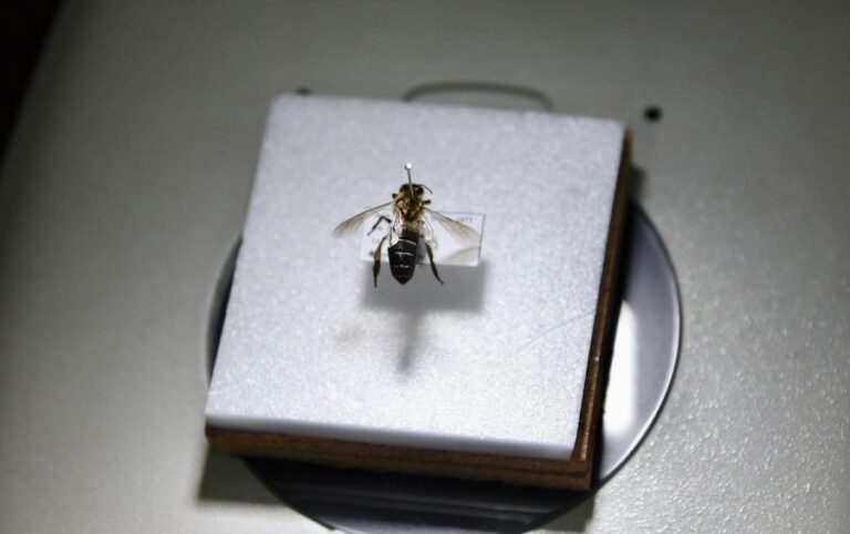 THAÏLANDE – ENVIRONNEMENT : L’abeille géante de l’Himalaya dans les montagnes thaïlandaises