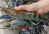crevettes Vietnam