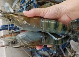 crevettes Vietnam