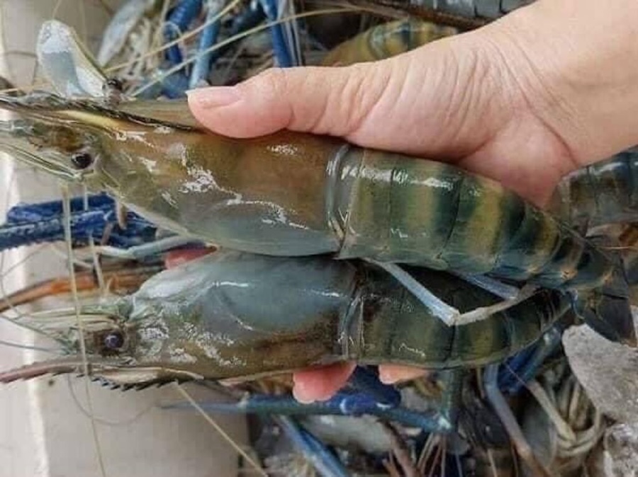 crevettes Vietnam