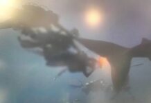 THAÏLANDE – TOURISME : Poursuites contre des plongeurs ayant molesté un requin baleine requin baleine touristes