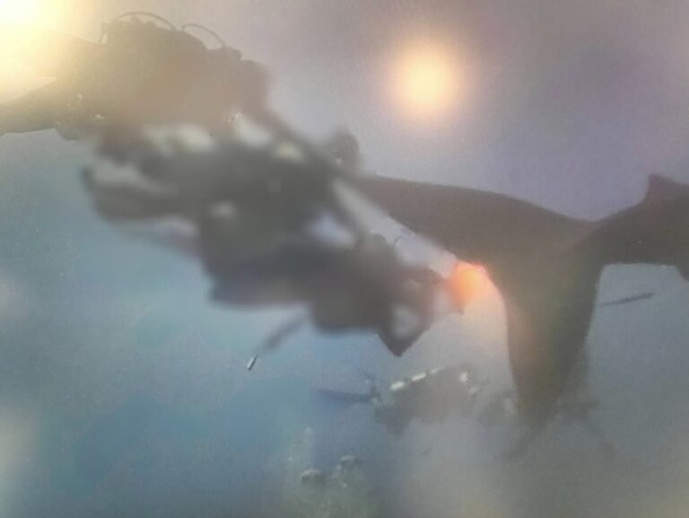 THAÏLANDE – TOURISME : Poursuites contre des plongeurs ayant molesté un requin baleine