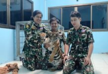 THAÏLANDE – SOCIÉTÉ : Un million et demi de bahts d’amende pour le propriétaire d’un tigre