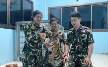 THAÏLANDE – SOCIÉTÉ : Un million et demi de bahts d’amende pour le propriétaire d’un tigre
