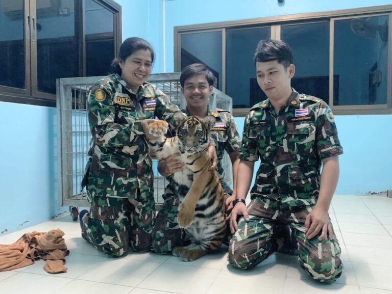 THAÏLANDE – SOCIÉTÉ : Un million et demi de bahts d’amende pour le propriétaire d’un tigre