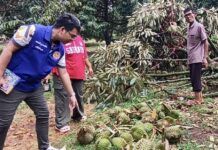 THAÏLANDE – SOCIÉTÉ : Un orage estival dévastateur frappe la province de Korat orage durian
