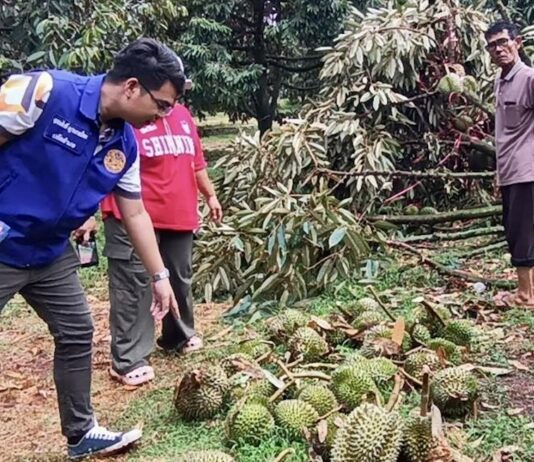 orage durian