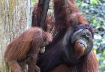 orang-outan Malaisie