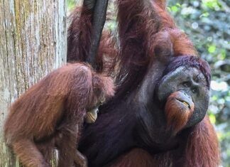 orang-outan Malaisie