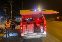 THAÏLANDE – SOCIÉTÉ : Trafic d’animaux sauvages, 6 personnes arrêtées avec 48 lémuriens et 1 069 tortues trafic animaux sauvages Thaïlande