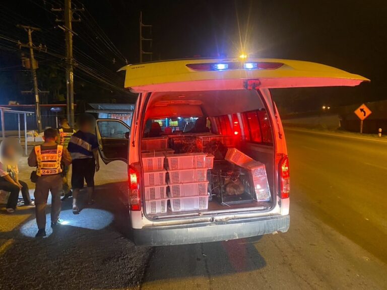 THAÏLANDE – SOCIÉTÉ : Trafic d’animaux sauvages, 6 personnes arrêtées avec 48 ​​lémuriens et 1 069 tortues