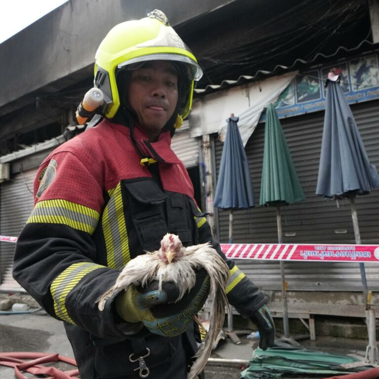 THAÏLANDE – SOCIÉTÉ : Après l’incendie de Chatuchak, les défenseurs des animaux se mobilisent